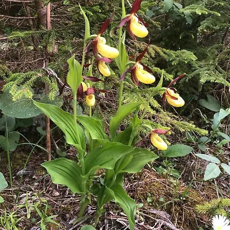 Moosbrugger ゲストハウス