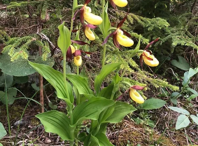 Landhaus Moosbrugger Πανσιόν