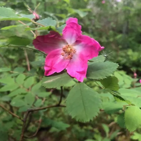 姆斯布鲁格兰德旅馆 3*